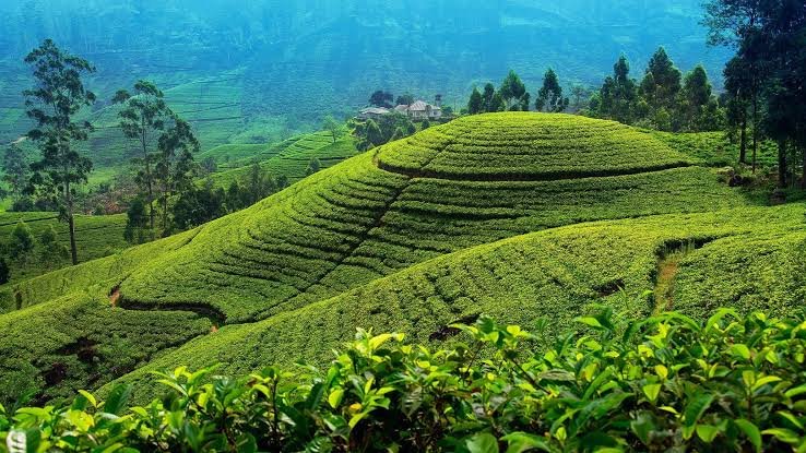 Nuwara Eliya